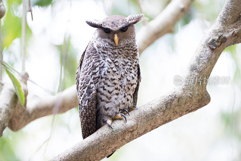 夜间活动的鸟:亚成虫斑腹鹰鸮(Bubo nipalensis)或森林鹰鸮。